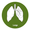 Lungs